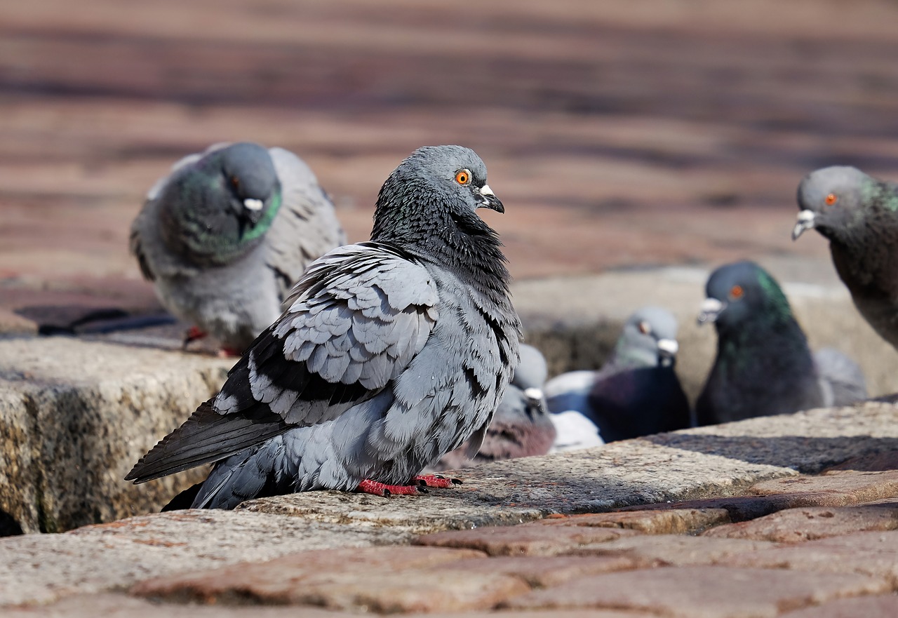 Come allontanare i piccioni da casa senza danneggiare l’ambiente